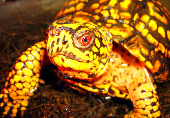 Tortuga caja: Catálogo de Reptil Parc Tortuga caja: Catálogo de Reptil Parc