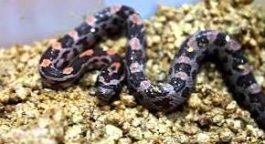 Elaphe Guttata: Catálogo de Reptil Parc Elaphe Guttata: Catálogo de Reptil Parc
