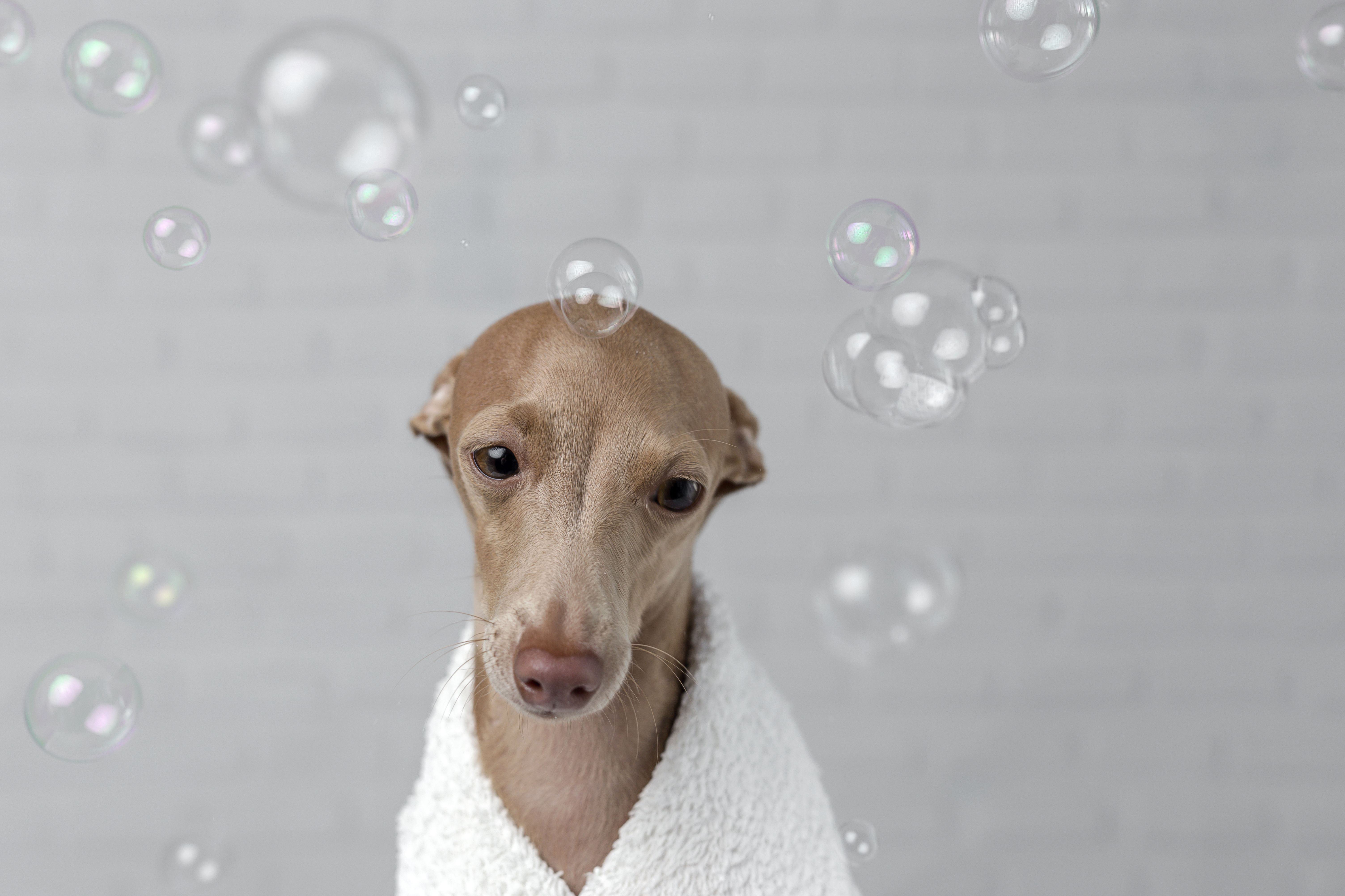 Spa y ozonoterapia: Servicios de Dogmopolitan Spa y ozonoterapia: Servicios de Dogmopolitan