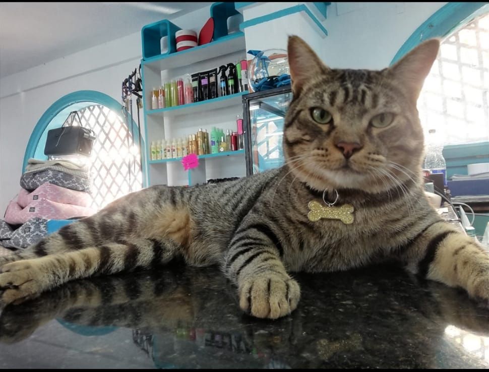 Peluquería felina: Servicios de Dogmopolitan Peluquería felina: Servicios de Dogmopolitan