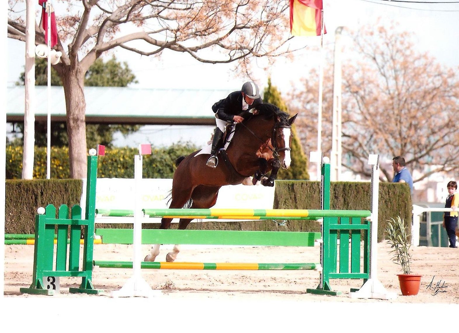 VENTA DE CABALLOS DE COMPETICION: Servicios de Club Hípico de Cenes VENTA DE CABALLOS DE COMPETICION: Servicios de Club Hípico de Cenes