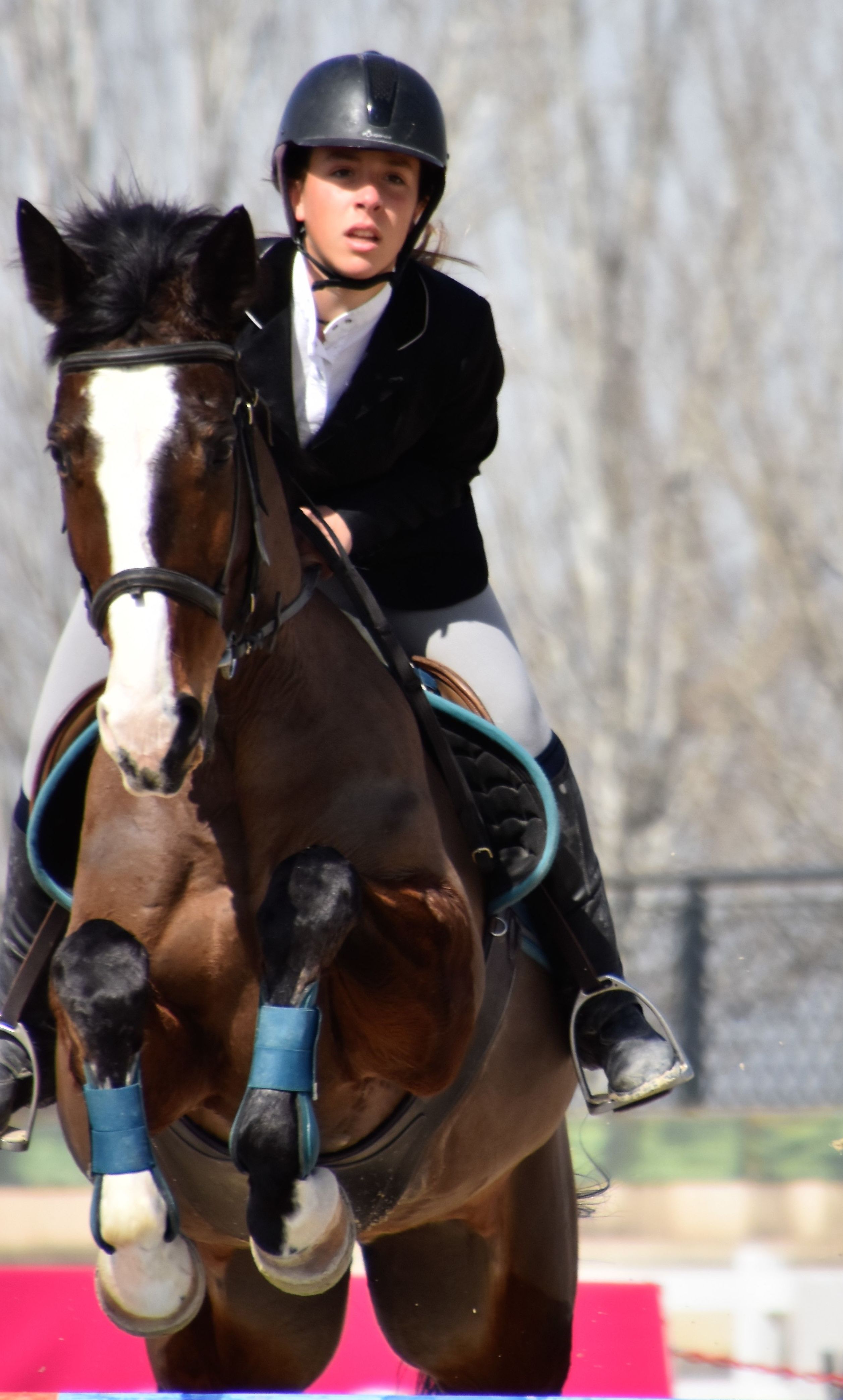 CESION DE CABALLOS DE COMPETICION: Servicios de Club Hípico de Cenes CESION DE CABALLOS DE COMPETICION: Servicios de Club Hípico de Cenes