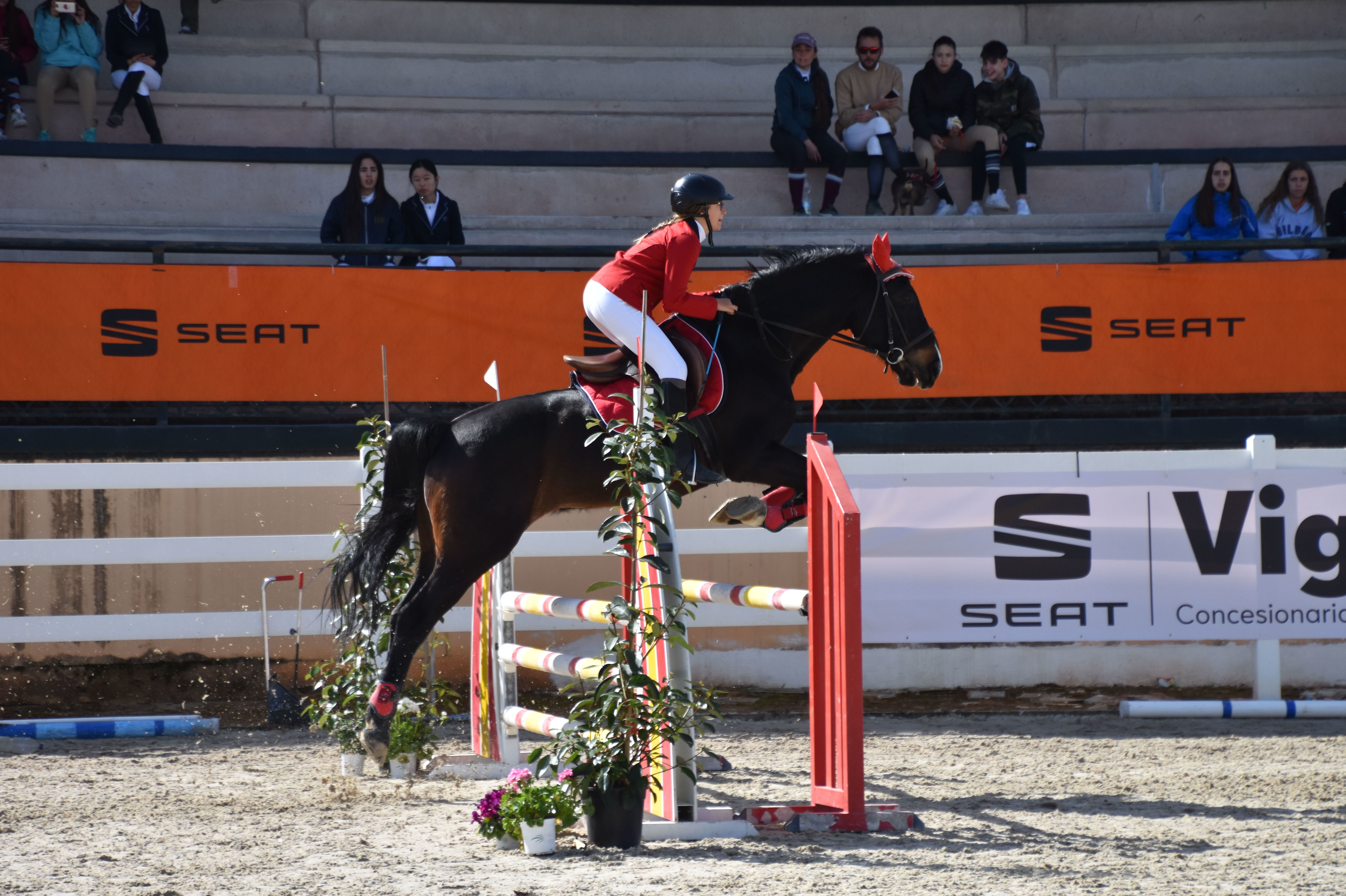 CESION DE CABALLOS DE COMPETICION: Servicios de Club Hípico de Cenes CESION DE CABALLOS DE COMPETICION: Servicios de Club Hípico de Cenes