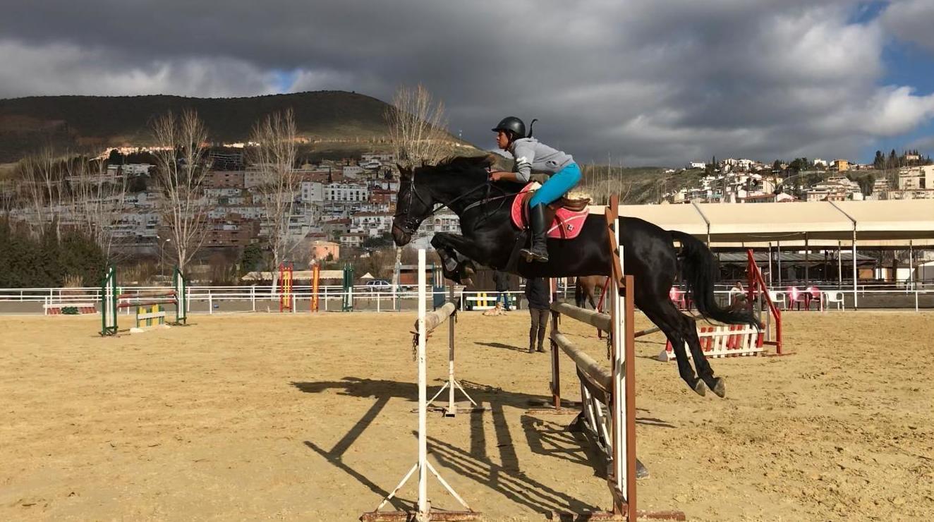 VENTA DE CABALLOS DE COMPETICION: Servicios de Club Hípico de Cenes VENTA DE CABALLOS DE COMPETICION: Servicios de Club Hípico de Cenes