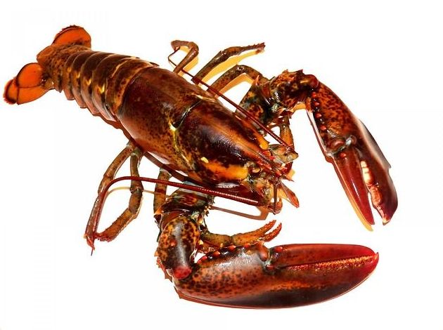 Mariscos: Productos de Whitelink Seafood Limited Mariscos: Productos de Whitelink Seafood Limited