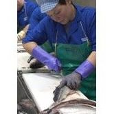 Mayoristas: Productos de Whitelink Seafood Limited Mayoristas: Productos de Whitelink Seafood Limited