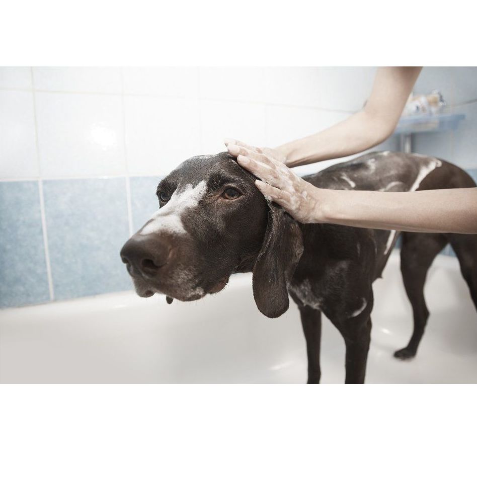 Baño: Servicios de Chic Doggy Baño: Servicios de Chic Doggy