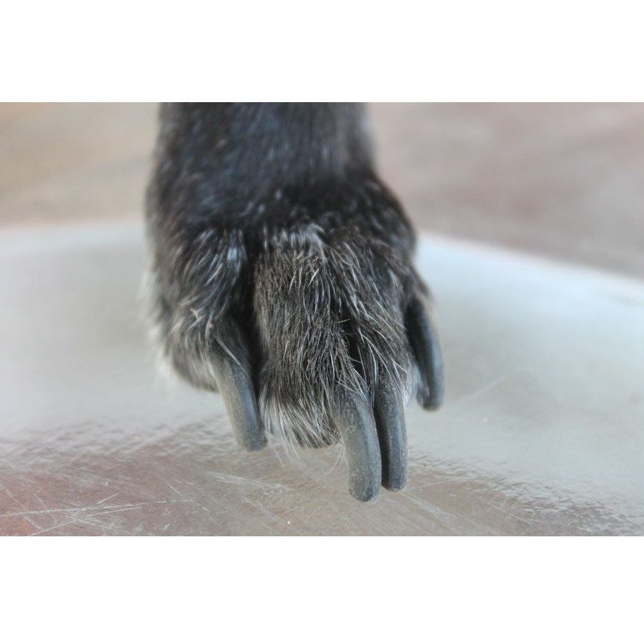 Corte de uñas: Servicios de Chic Doggy Corte de uñas: Servicios de Chic Doggy