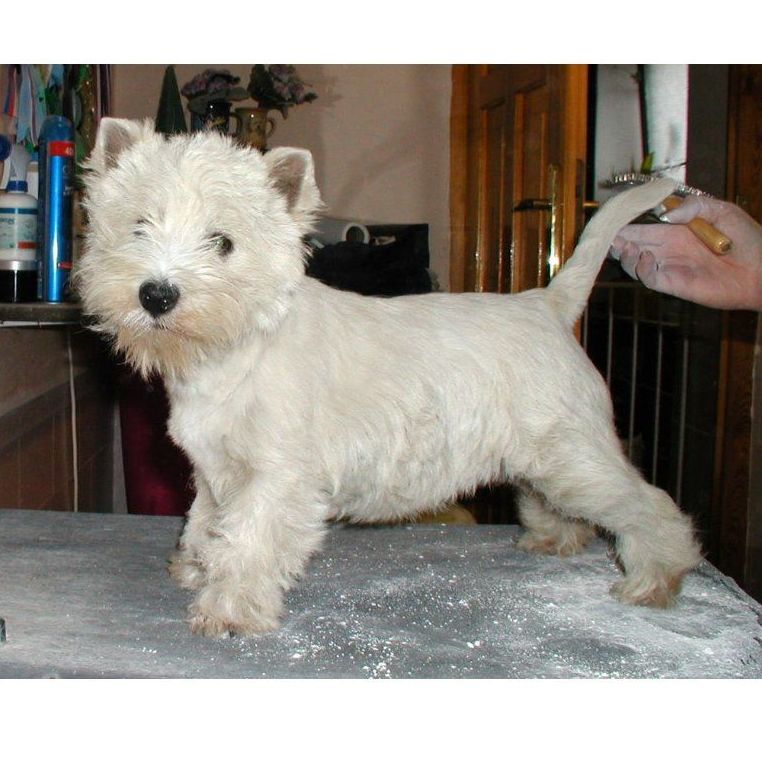 Cortes: Servicios de Chic Doggy Cortes: Servicios de Chic Doggy