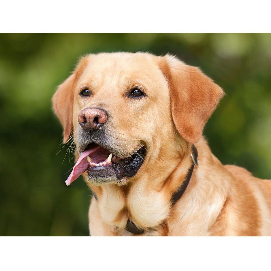 Tratamientos dermatitis: Servicios de Chic Doggy Tratamientos dermatitis: Servicios de Chic Doggy