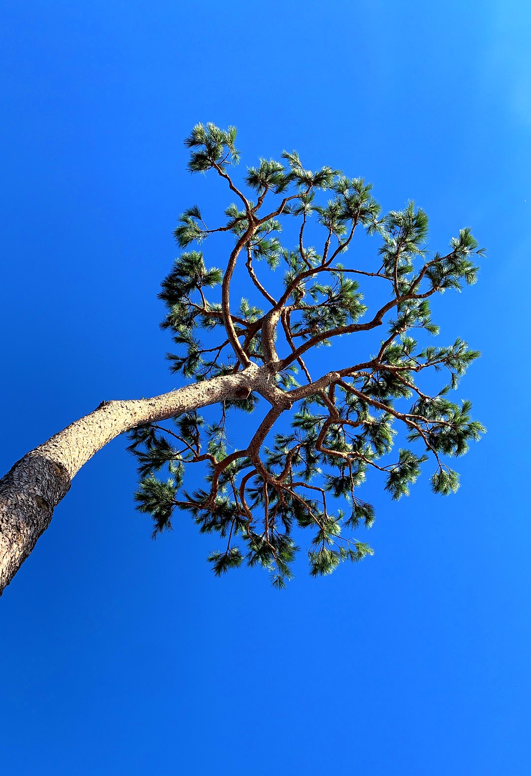 Trabajos forestales, desbroze de parcelas y podas comunes , y en altura.: Servicios Y Productos de Món Verd / Mundo Verde / Green World Trabajos forestales, desbroze de parcelas y podas comunes , y en altura.: Servicios Y Productos de Món Verd / Mundo Verde / Green World
