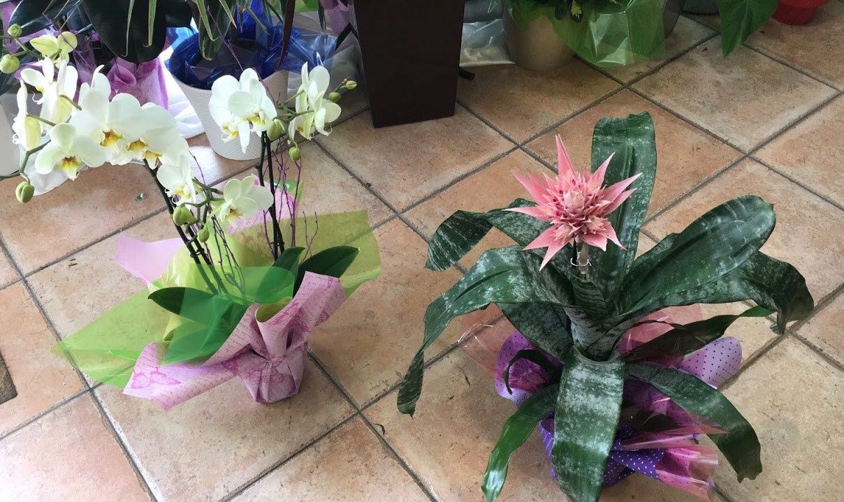 Especialistas en plantas y envío de flores en Salamanca