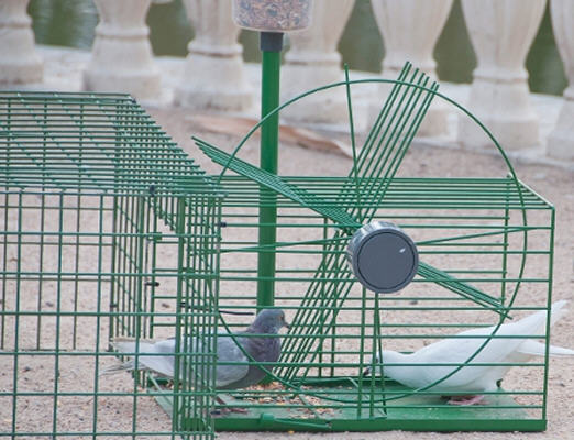 Trampa captura multiple de palomas Trampa captura multiple de palomas