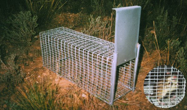 Jaula trampa para ratas Jaula trampa para ratas
