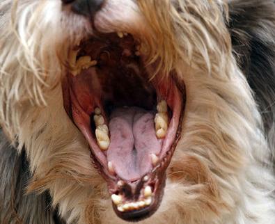Odontología: Servicios de Centre Veterinari de la Plana Odontología: Servicios de Centre Veterinari de la Plana