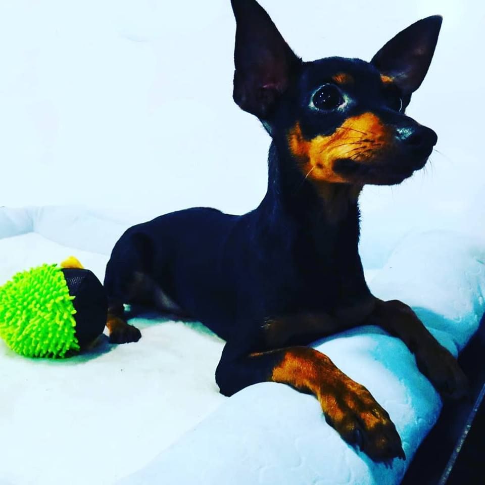 Mascotas: Nuestra tienda de Bichos Ibiza Mascotas: Nuestra tienda de Bichos Ibiza