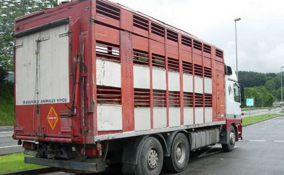 Empresa de transporte de ganado en Vizcaya