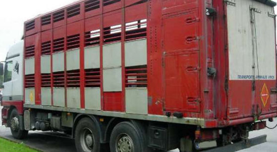 Transporte de ganado vacuno, ovino y equino
