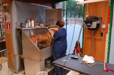 Peluquería canina: Productos y servicios de C.Vet.Mon Animal Berga Peluquería canina: Productos y servicios de C.Vet.Mon Animal Berga