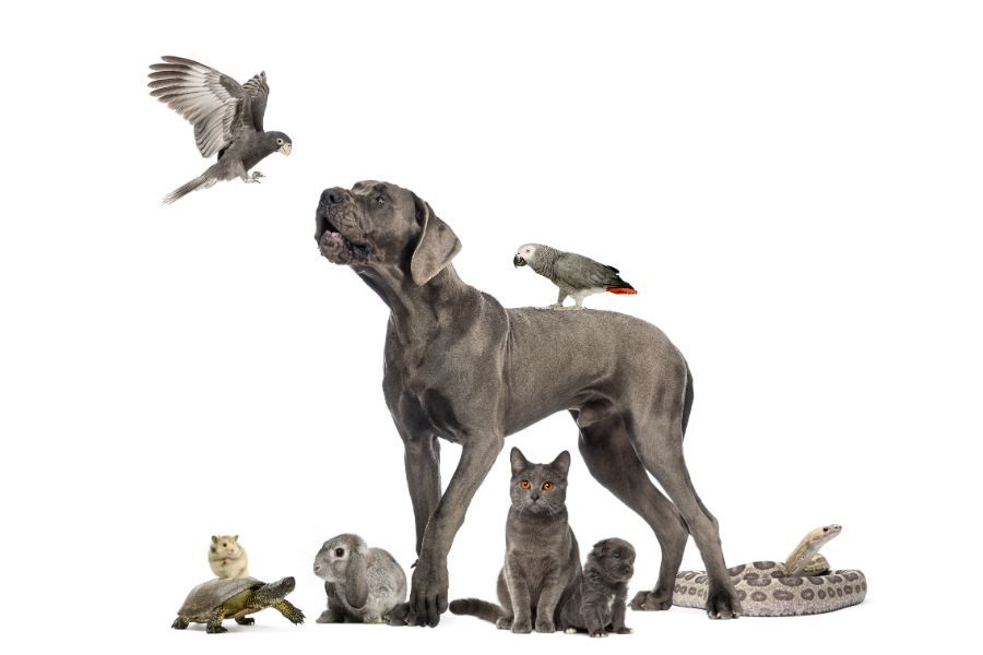 Planes de salud y bienestar: Servicios especializados de Centro Veterinario Vetersalud Carabanchel Alto Planes de salud y bienestar: Servicios especializados de Centro Veterinario Vetersalud Carabanchel Alto