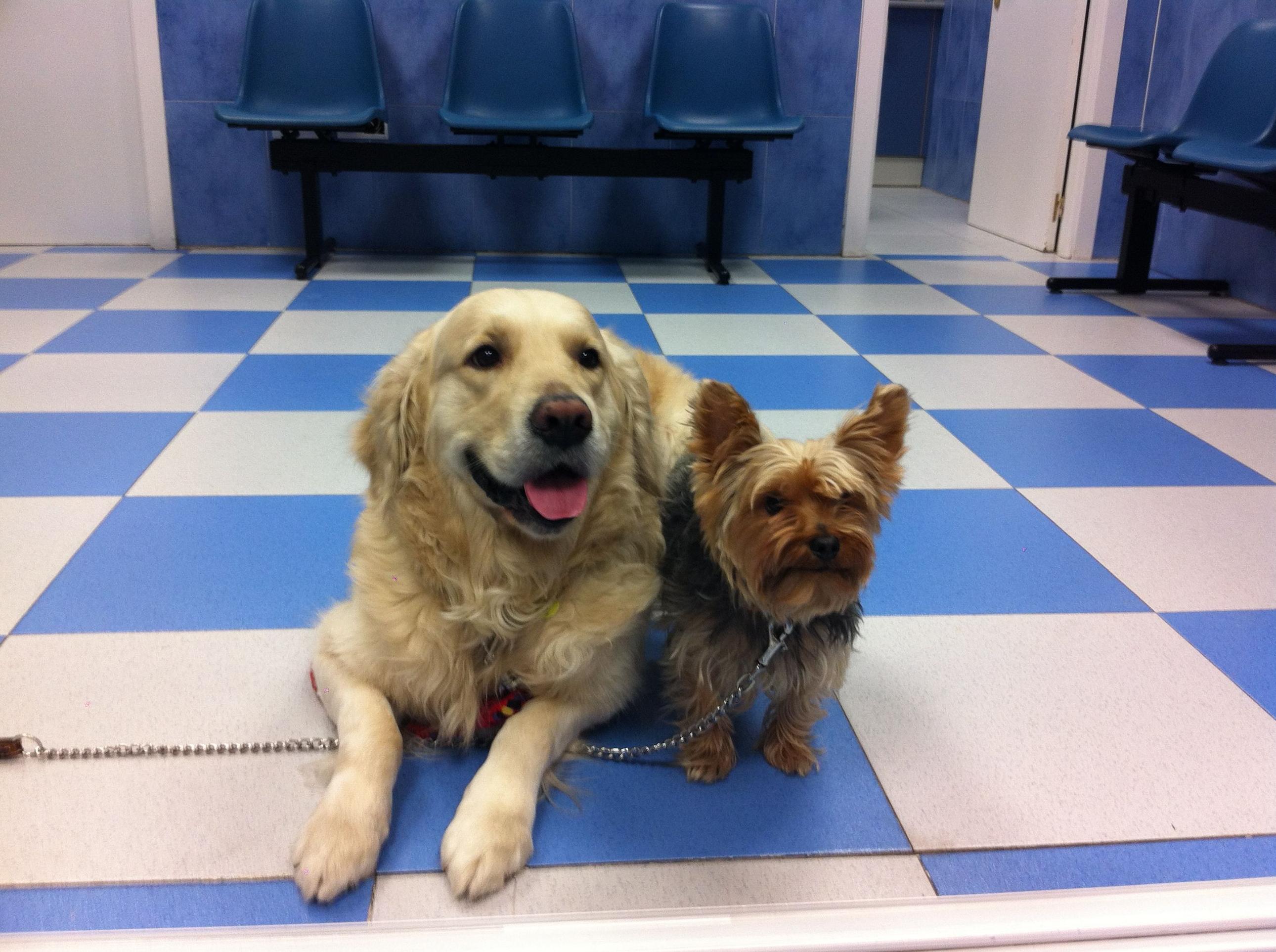 PLANES DE SALUD Y BIENESTAR: Especialidades de Centro Veterinario Vetersalud Carabanchel Alto PLANES DE SALUD Y BIENESTAR: Especialidades de Centro Veterinario Vetersalud Carabanchel Alto