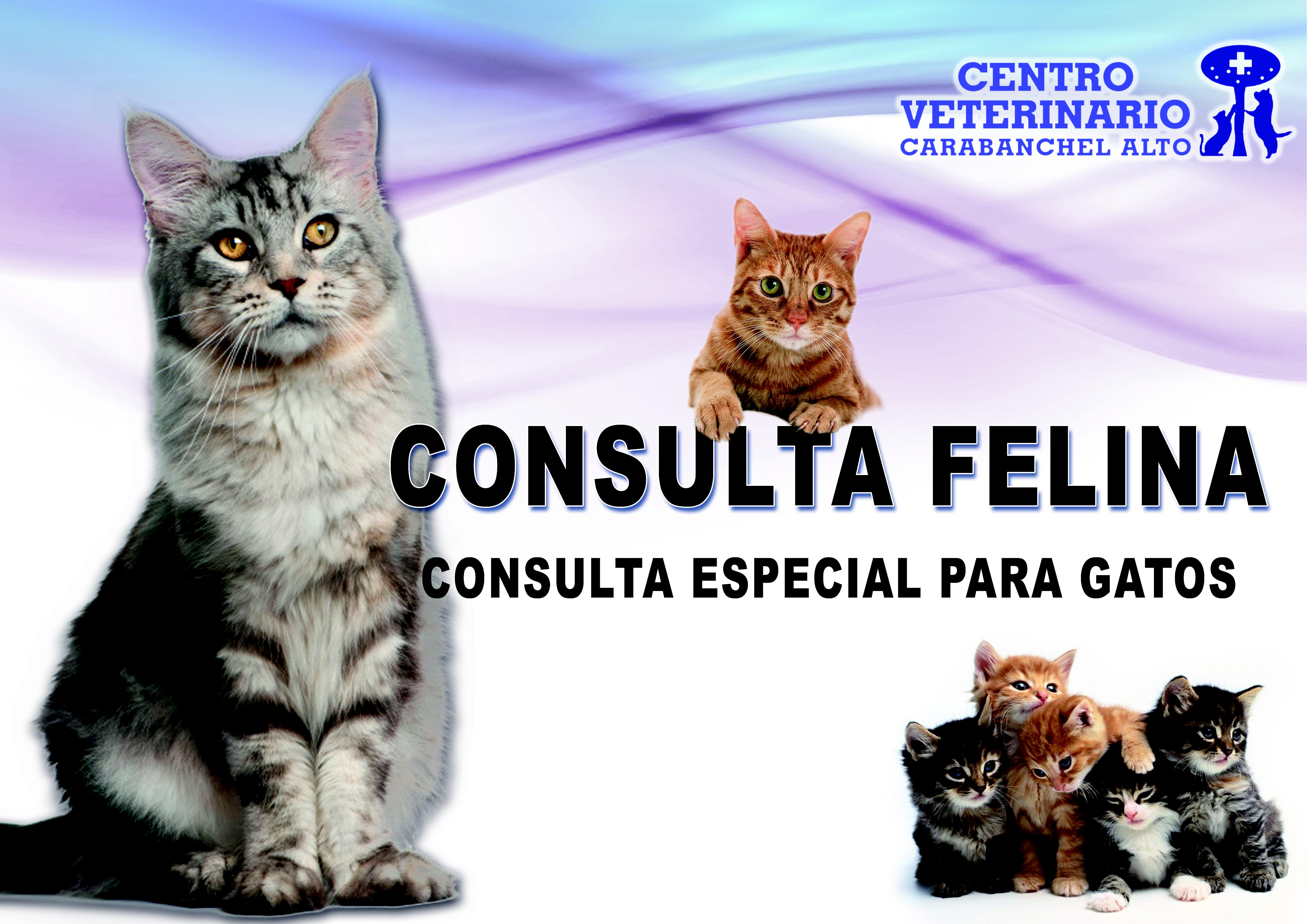 CONSULTA FELINA CONSULTA FELINA