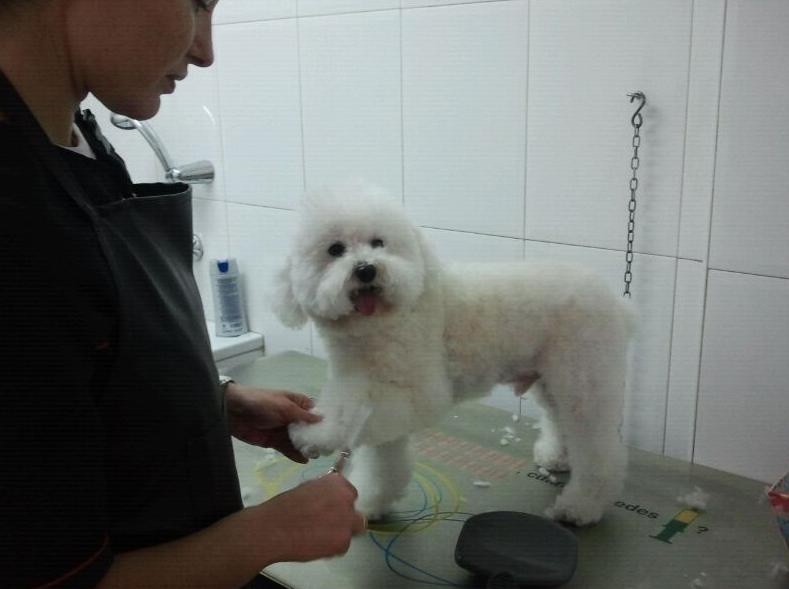 PELUQUERÍA: Especialidades de Centro Veterinario Vetersalud Carabanchel Alto PELUQUERÍA: Especialidades de Centro Veterinario Vetersalud Carabanchel Alto
