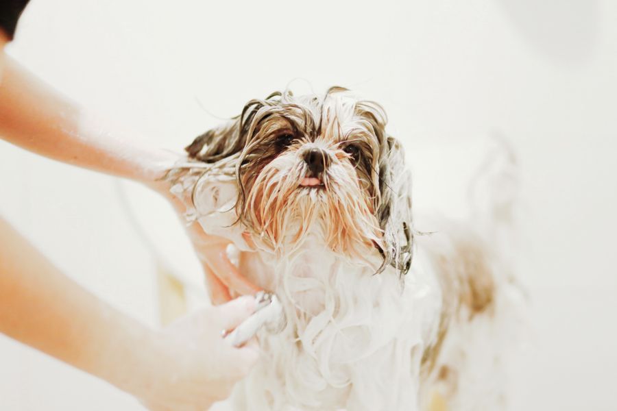 Peluquería canina y felina: Servicios especializados de Centro Veterinario Vetersalud Carabanchel Alto Peluquería canina y felina: Servicios especializados de Centro Veterinario Vetersalud Carabanchel Alto