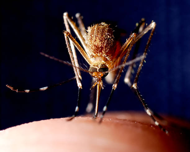 Guerra química contra el mosquito: lo que la ciencia sabe sobre cómo evitar su picadura este verano