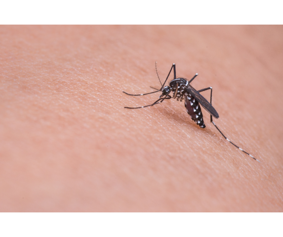 Picaduras de insectos: cuáles son las más graves y cuándo se debería acudir a un médico