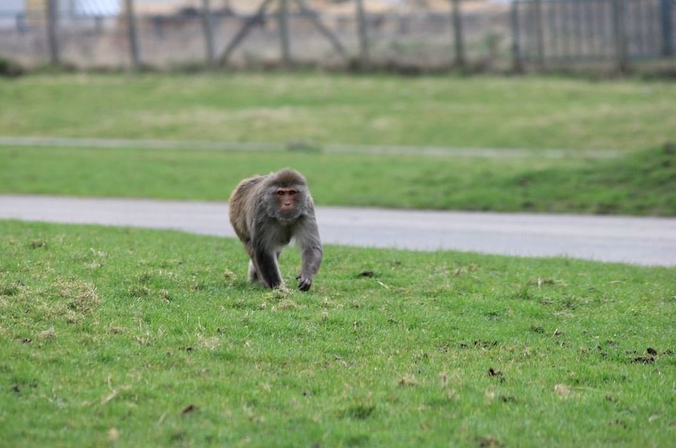 Monos con lesión medular vuelven a caminar con un chip inalámbrico que conecta cerebro y extremidade