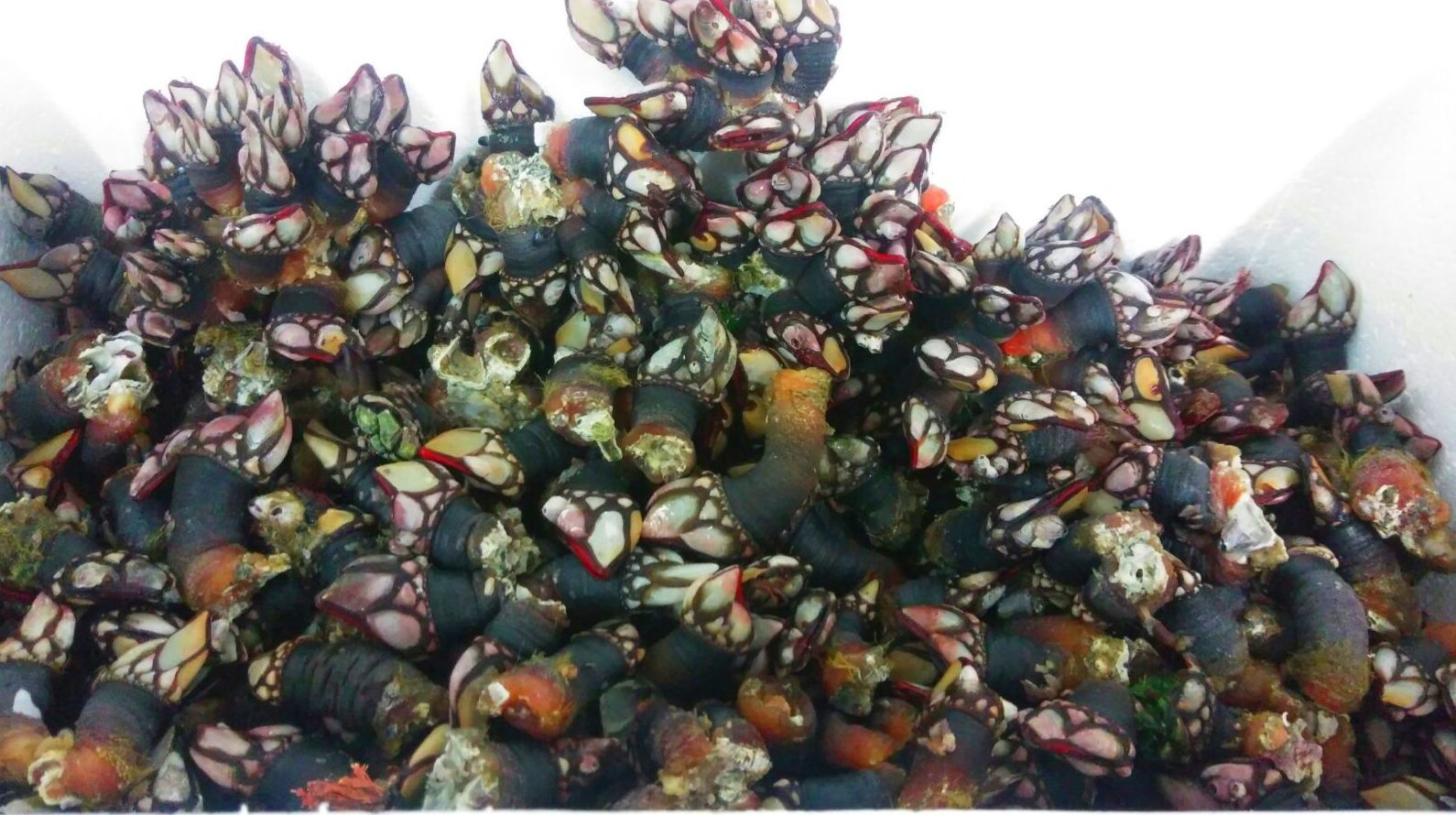 venta de percebes frescos en vallecas, Madrid venta de percebes frescos en vallecas, Madrid