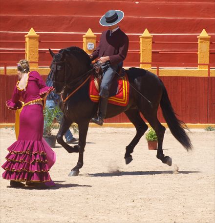 Exhibiciones ecuestres: Servicios de Mar Espectáculos Exhibiciones ecuestres: Servicios de Mar Espectáculos