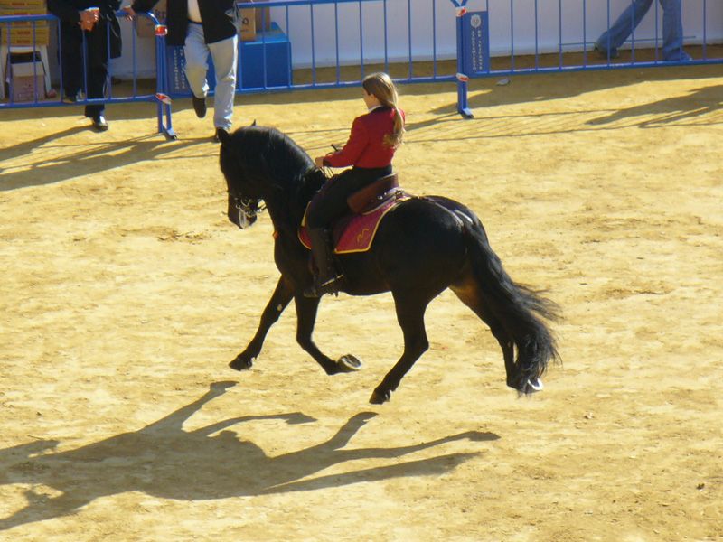Exhibiciones ecuestres: Servicios de Mar Espectáculos Exhibiciones ecuestres: Servicios de Mar Espectáculos