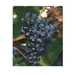 Mencia: Productos de Viveros Vila Mencia: Productos de Viveros Vila