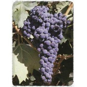 Tempranillo: Productos de Viveros Vila Tempranillo: Productos de Viveros Vila