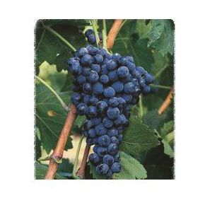 Mazuelo: Productos de Viveros Vila Mazuelo: Productos de Viveros Vila