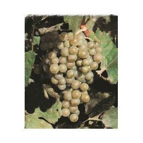 Chardonnay: Productos de Viveros Vila Chardonnay: Productos de Viveros Vila