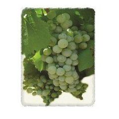 Semillón: Productos de Viveros Vila Semillón: Productos de Viveros Vila