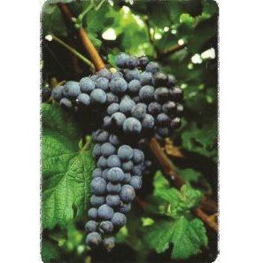 Merlot: Productos de Viveros Vila Merlot: Productos de Viveros Vila