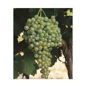 Verdejo: Productos de Viveros Vila Verdejo: Productos de Viveros Vila