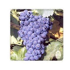 Garnacha Tintorera: Productos de Viveros Vila Garnacha Tintorera: Productos de Viveros Vila