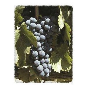 Syrah: Productos de Viveros Vila Syrah: Productos de Viveros Vila