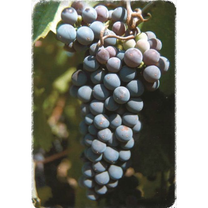 Petit Verdot: Productos de Viveros Vila Petit Verdot: Productos de Viveros Vila