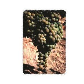 Pedro Ximénez: Productos de Viveros Vila Pedro Ximénez: Productos de Viveros Vila