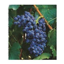 Garnacha Tinta: Productos de Viveros Vila Garnacha Tinta: Productos de Viveros Vila