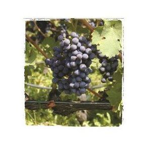 Cabernet Sauvignon: Productos de Viveros Vila Cabernet Sauvignon: Productos de Viveros Vila