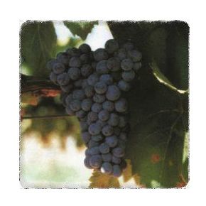 Graciano: Productos de Viveros Vila Graciano: Productos de Viveros Vila