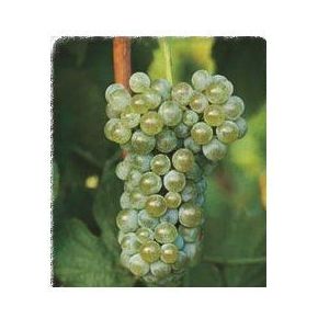 Albariño: Productos de Viveros Vila Albariño: Productos de Viveros Vila