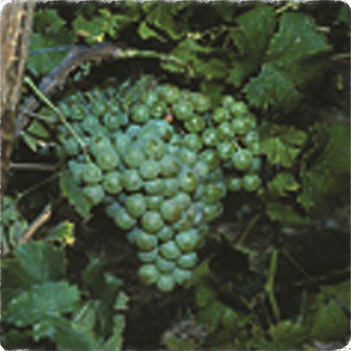 Moscatel de Alejandría: Productos de Viveros Vila Moscatel de Alejandría: Productos de Viveros Vila